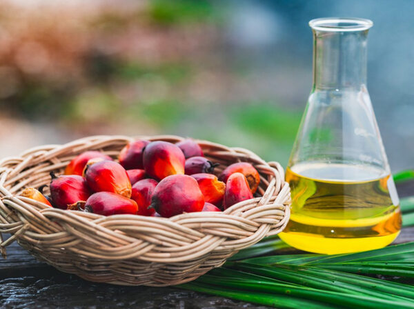 RBD Palm Oil