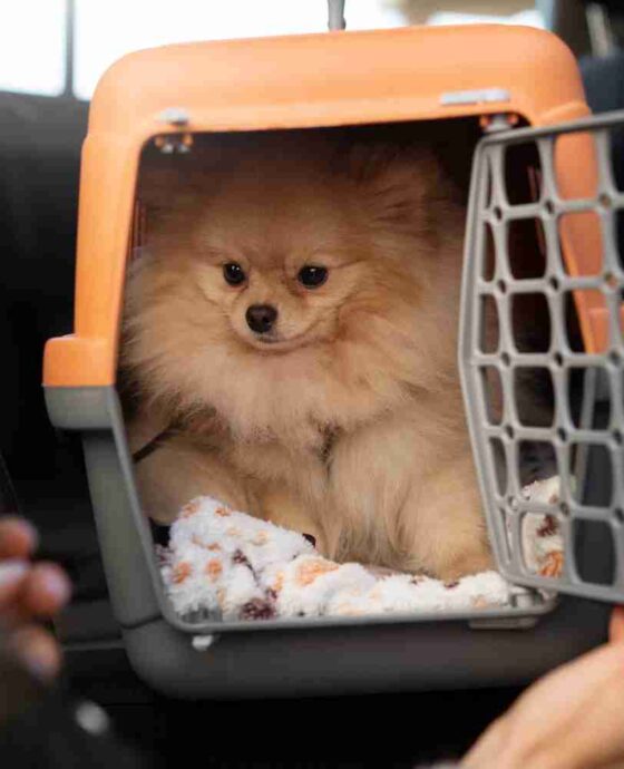 DOMESTIC PET SHIPPING