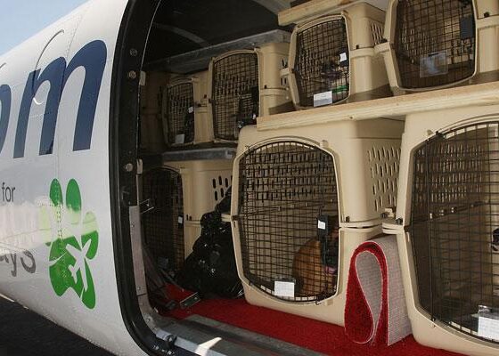 INTERNATIONAL PET SHIPPING